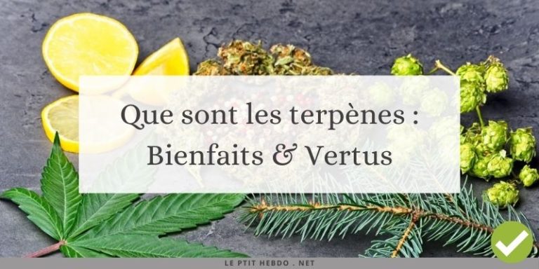 c'est quoi les terpènes
