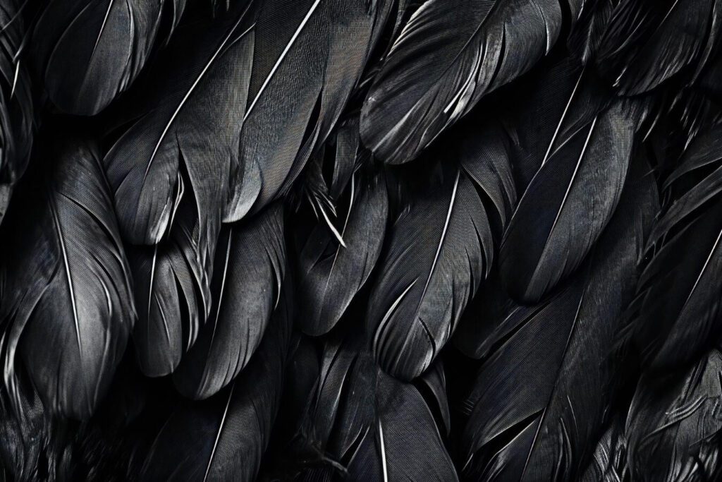 Interpréter les plumes trouvées : signes du destin ?
