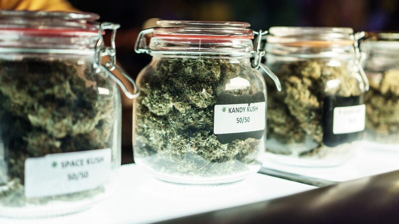 Les meilleures variétés de cannabis pour produire du hash