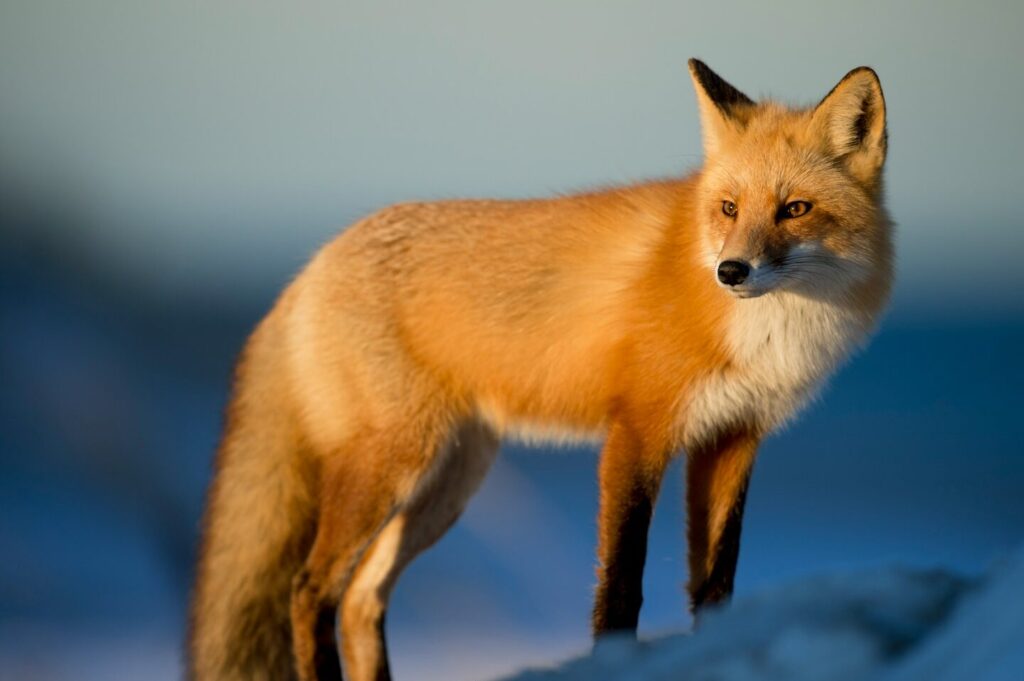 Quel signification de rêver d’un renard ?