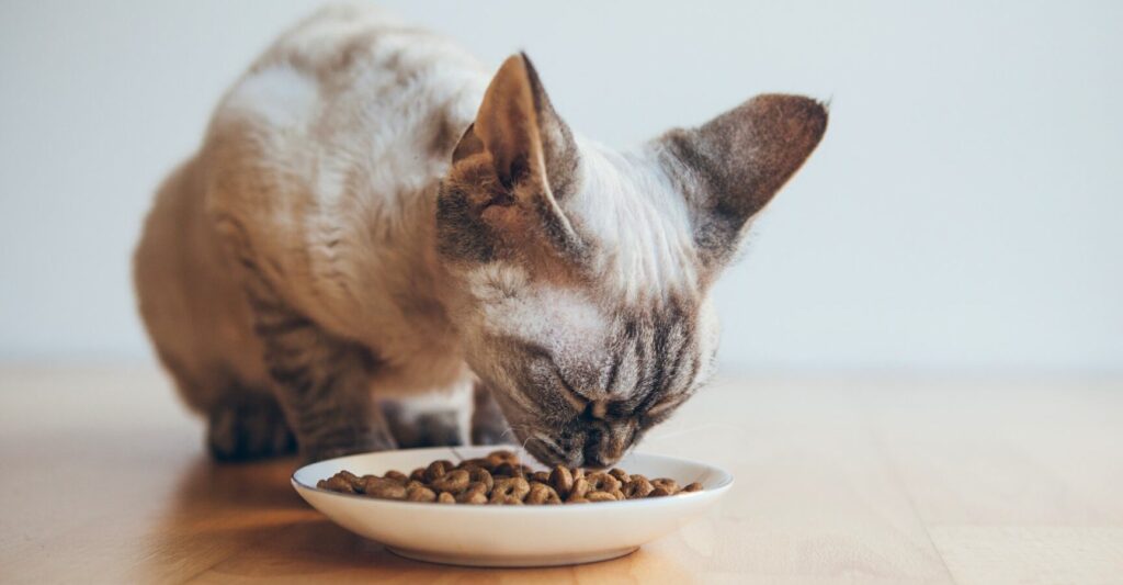 Alimentation adaptée pour un chat souffrant d’insuffisance rénale