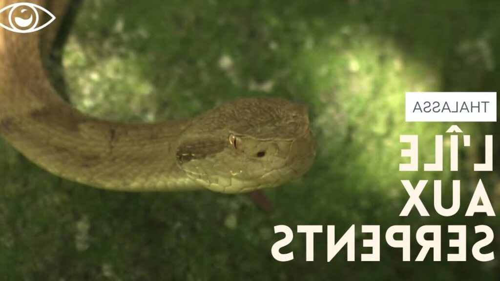 Serpent de feu en spiritualité : quelles sont les significations cachées ?