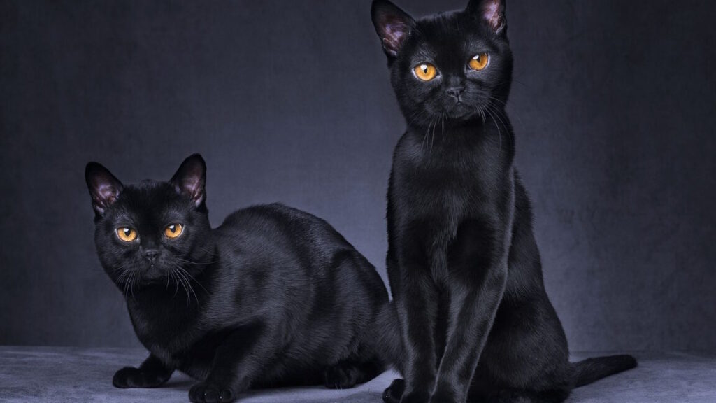 Pourquoi croiser un chat noir sur la route est-il considéré comme un signe spirituel ?