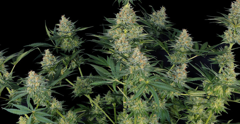 La Blue Cheese CBD, les secrets du succès