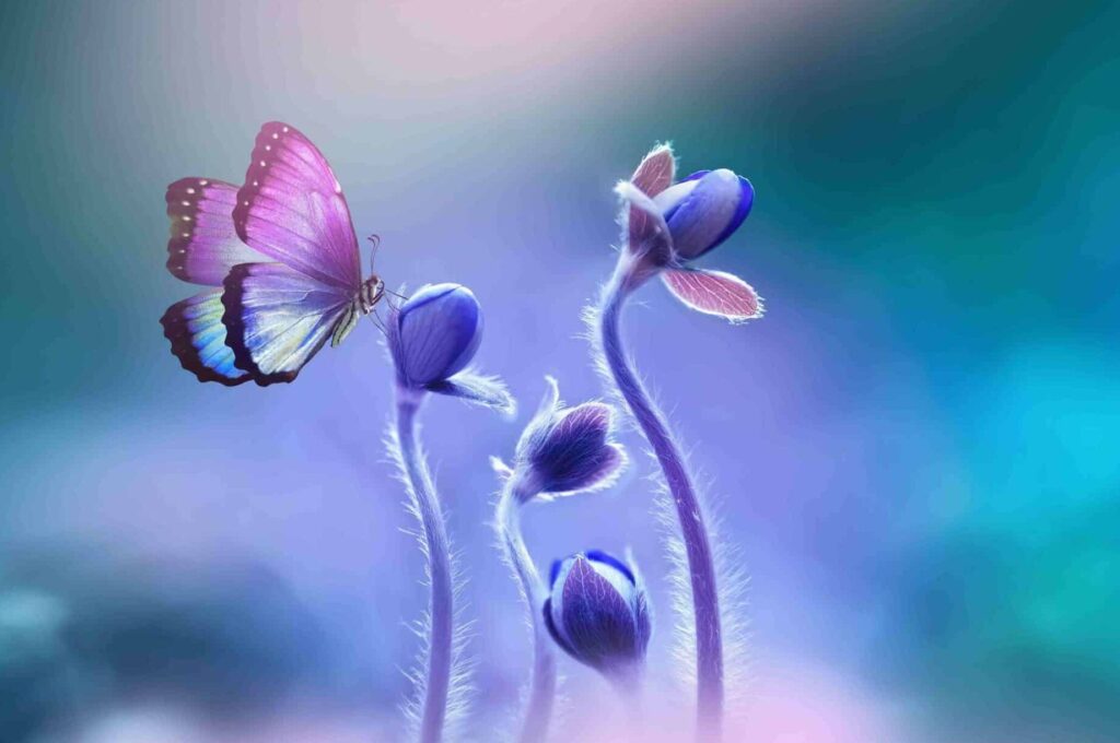 Les papillons blancs et leur symbolique spirituelle dans le processus de recrutement