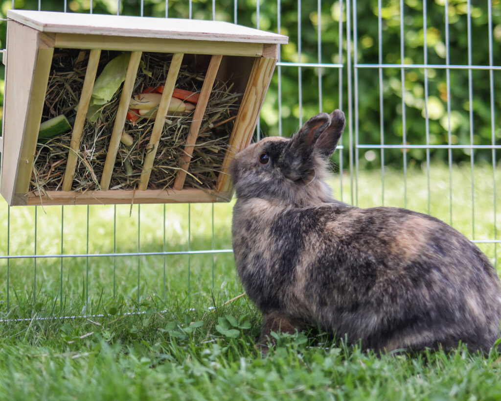 Comment choisir le meilleur râtelier à foin pour votre lapin ?