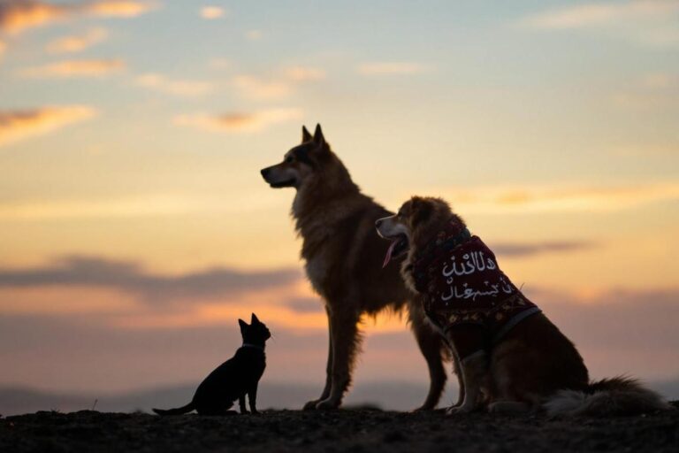 Signification du rêve de chien en islam