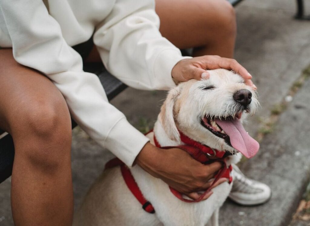 Semaine du chien 2023 : comment intégrer la spiritualité dans la relation avec votre animal ?