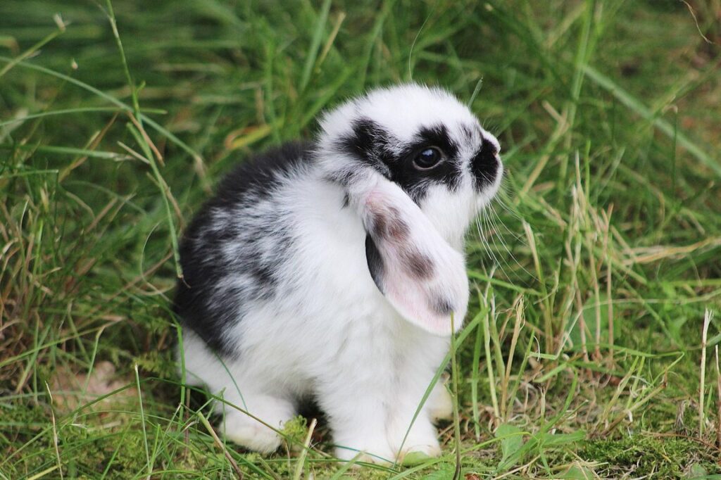 Combien d’années vit un lapin bélier ? Découvrez l’espérance de vie de ce compagnon à grandes oreilles