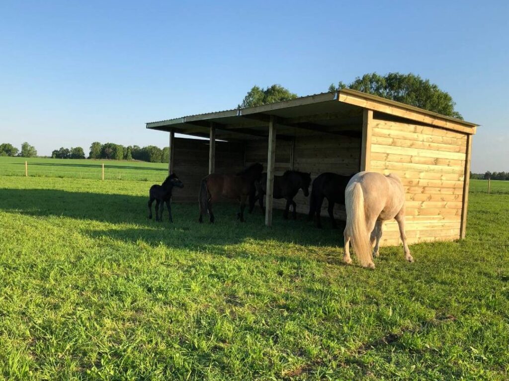 L&rsquo;abri pour chevaux en liberté : quelles solutions pour le bien-être équin ?