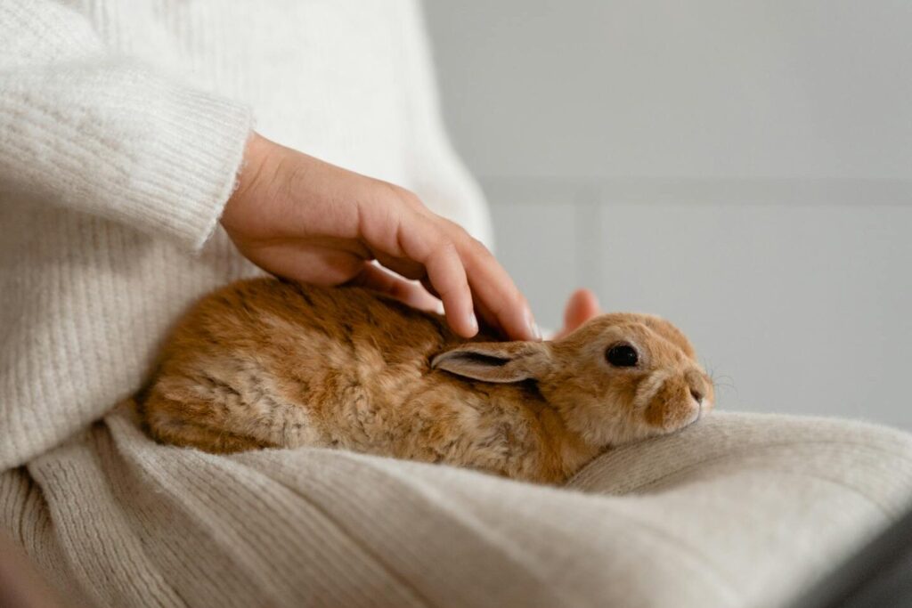 Chat lapin : des animaux compagnons et leur influence sur notre bien-être spirituel