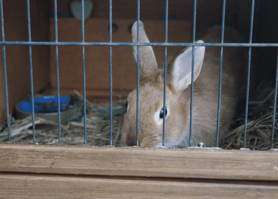 Comment choisir la meilleure cage pour votre lapin bélier ?