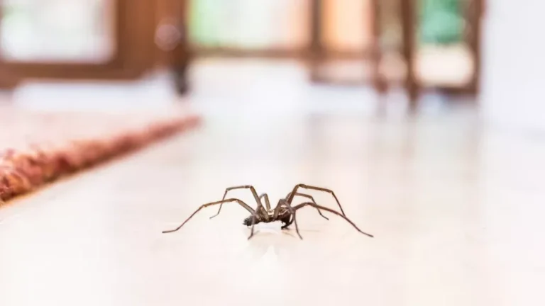 Rêver d'araignée : toutes les significations de ce rêve