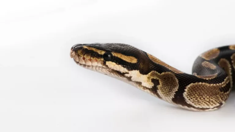 Rêver de serpent dans sa maison : que veut dire ce rêve