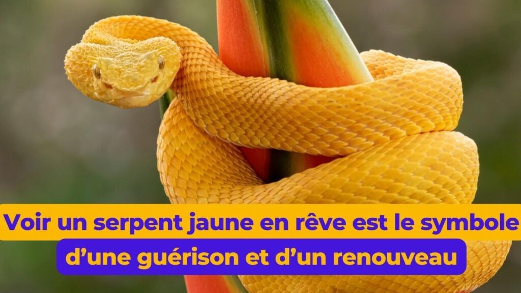 Rêver de serpent : toutes les significations possibles