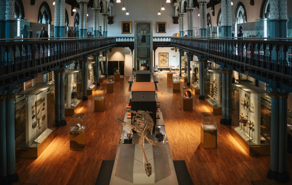 Concevoir des expositions de dinosaures : mettre en valeur les squelettes